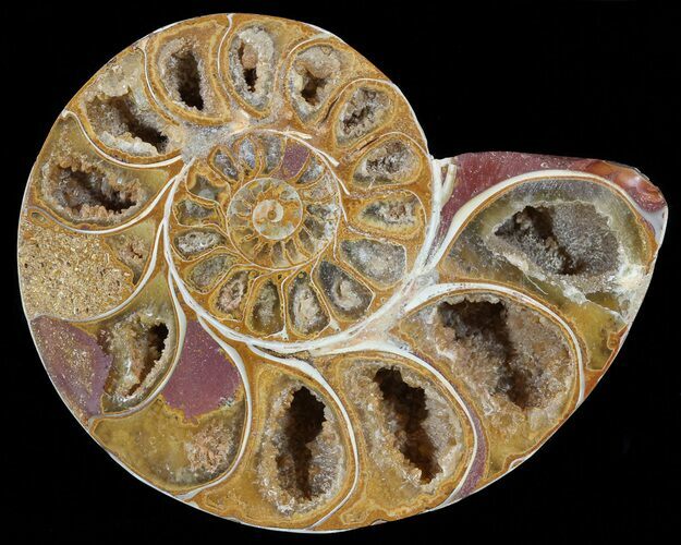 Sliced, Agatized Ammonite Fossil (Half) - Jurassic #54021